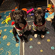 Athena And Artemis is registered to the contest to win money with this photo: puppies, dogs, black_dog, matching_clothes, pajamas, indoor, dog_toys, paw_prints, floor_mat, cute, pet, animal, sitting, playful, young, companions, cozy, home, looking_at_camera, two_pets