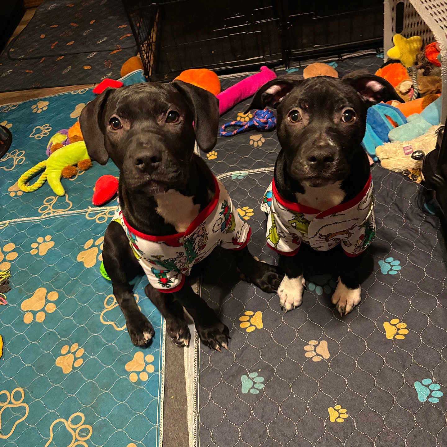 Athena And Artemis is registered to the contest to win money with this photo: animal, black_dog, companions, cozy, cute, dog_toys, dogs, floor_mat, home, indoor, looking_at_camera, matching_clothes, pajamas, paw_prints, pet, playful, puppies, sitting, two_pets, young
