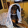 dog, doberman, blanket, bed, indoor, pet, animal, canine, portrait, cozy, brown, black, resting, furniture, living_room, television, picture_frame, caption, text_overlay, warm_lighting