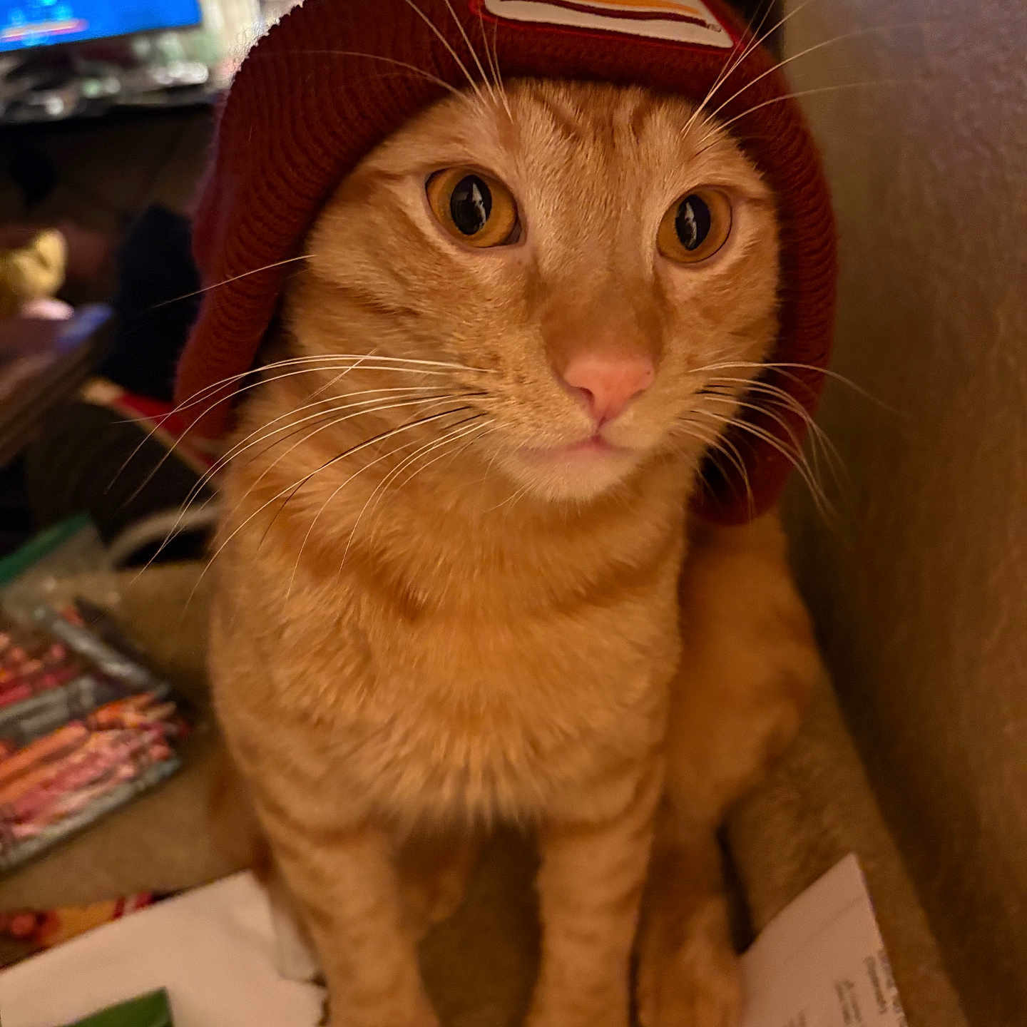 Garflied is registered to the contest to win money with this photo: cat, orange_tabby, beanie, hat, pet, indoor, carpet, whiskers, curious, animal, feline, domestic_cat, closeup, portrait, cute, cozy, eyes, sitting, warm_lighting, household