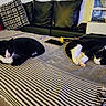 animal, black_and_white, black_leather_couch, cat, couch, cozy, domestic, feline, gray_towel, home, household_items, indoor, living_room, pet, pillow, relaxing, resting_cat, sleeping_cat, striped_blanket, tuxedo_cat