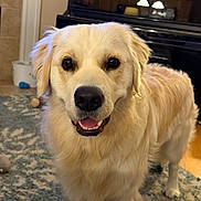 Scooter is registered to the contest to win money with this photo: dog, golden_retriever, pet, indoor, carpet, smiling, animal, fur, canine, friendly, living_room, floor, mammal, domestic_animal, portrait, looking_at_camera, happy, ears, nose, teeth
