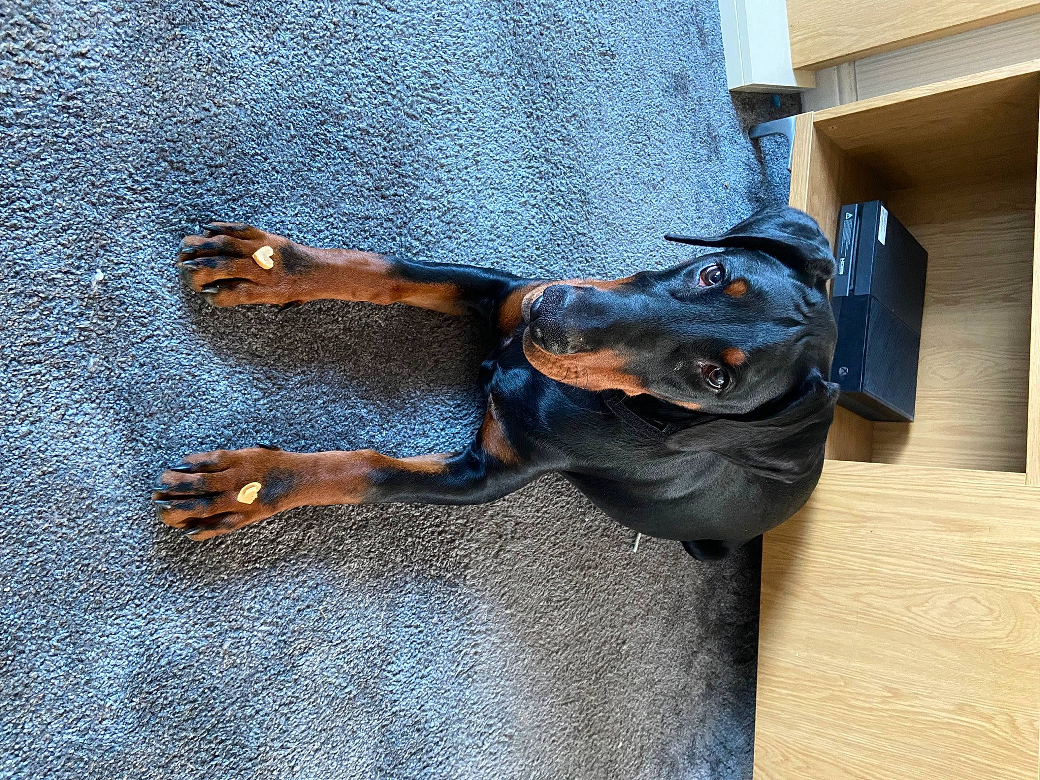 Hector is registered to the contest to win money with this photo: barefoot, blue, canidae, carnivore, companion_dog, denim, dog, dog_breed, electric_blue, flooring, guard_dog, hardwood, human_leg, shadow, sporting_group, thigh, wood