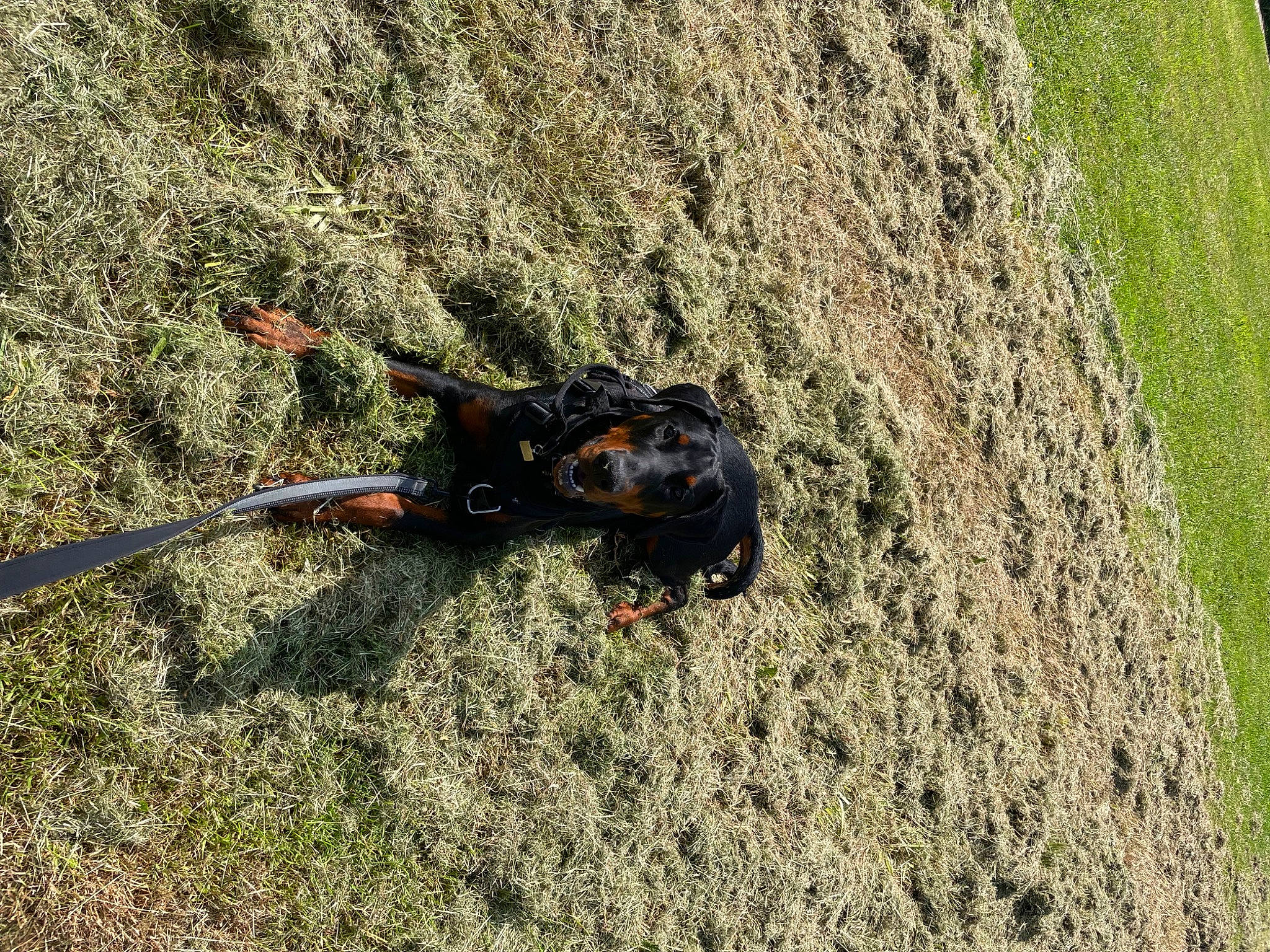 Hector is registered to the contest to win money with this photo: amphibian, arthropod, beetle, bug, claw, decapoda, grass, insect, invertebrate, landscape, parasite, pest, plant, shadow, soil, sporting_group, tail, terrestrial_animal, wildlife, working_animal