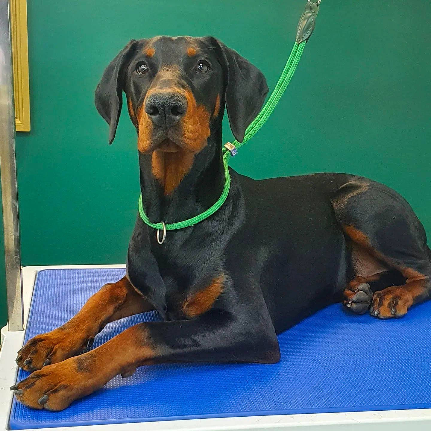 Hector is registered to the contest to win money with this photo: austrian_black_and_tan_hound, canidae, carnivore, collar, companion_dog, dobermann, dog, dog_breed, dog_collar, dog_supply, guard_dog, hat, hound, liver, pinscher, scent_hound, snout, sporting_group, working_animal, working_dog