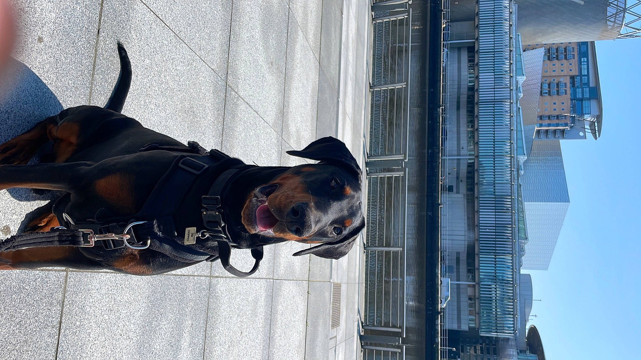 Hector is registered to the contest to win money with this photo: building, carmine, carnivore, city, collar, dog, dog_breed, dog_collar, eyewear, facade, guard_dog, leash, personal_protective_equipment, pet_supply, sky, snout, sporting_group, tower_block, window, working_animal