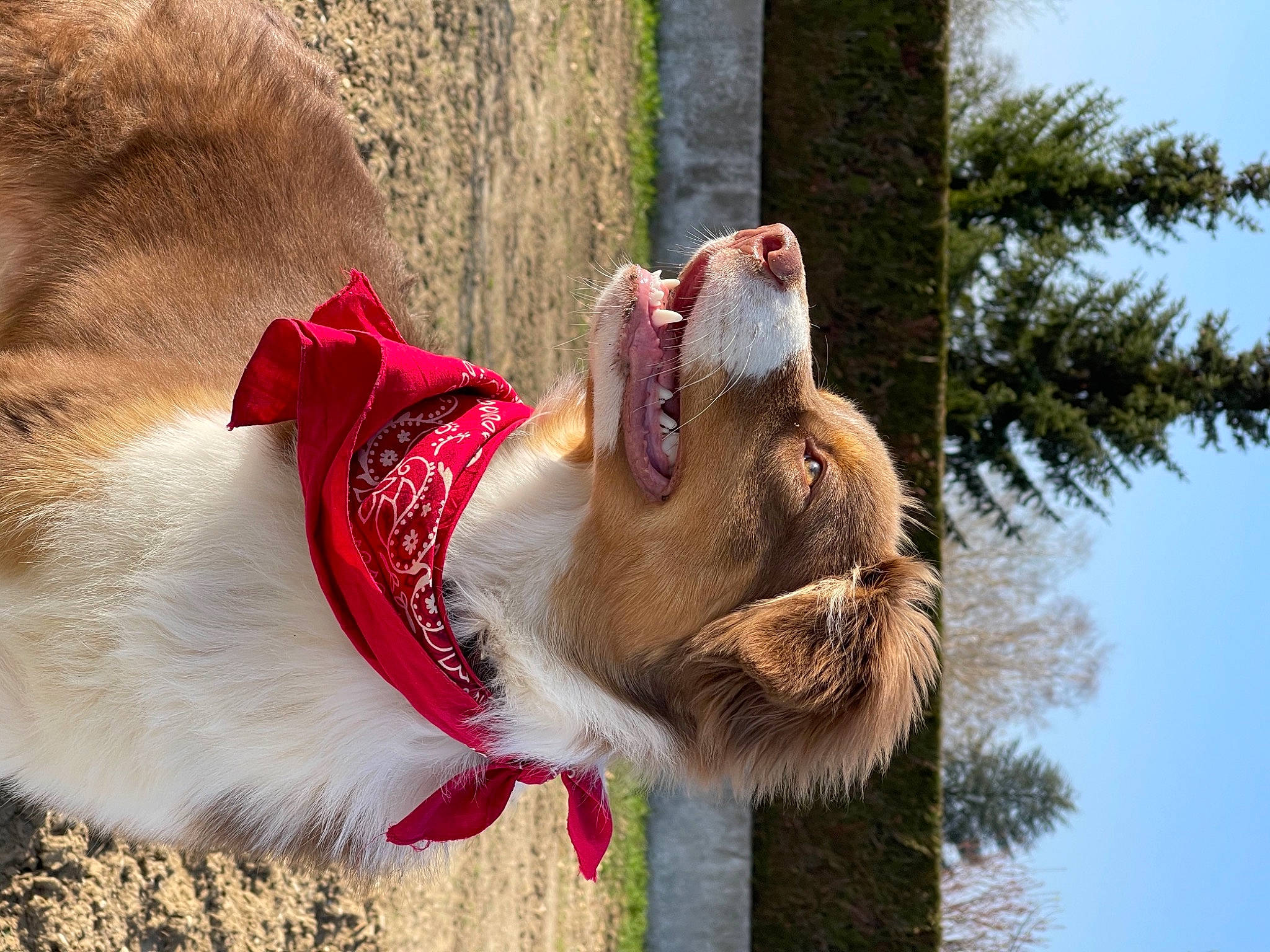 Basile a rejoint le concours — aidez-le/la à gagner de superbes lots ! carnivore, collar, companion_dog, dog, dog_breed, dog_collar, fang, fawn, jaw, leash, pet_supply, plant, sky, snout, sporting_group, tail, terrestrial_animal, tree, water, whiskers