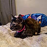 cat, tortoiseshell, collar, bell, bed, blanket, pillow, indoor, feline, pet, fur, cute, resting, cozy, animal, domestic, side_view, curtain, colorful, relaxing