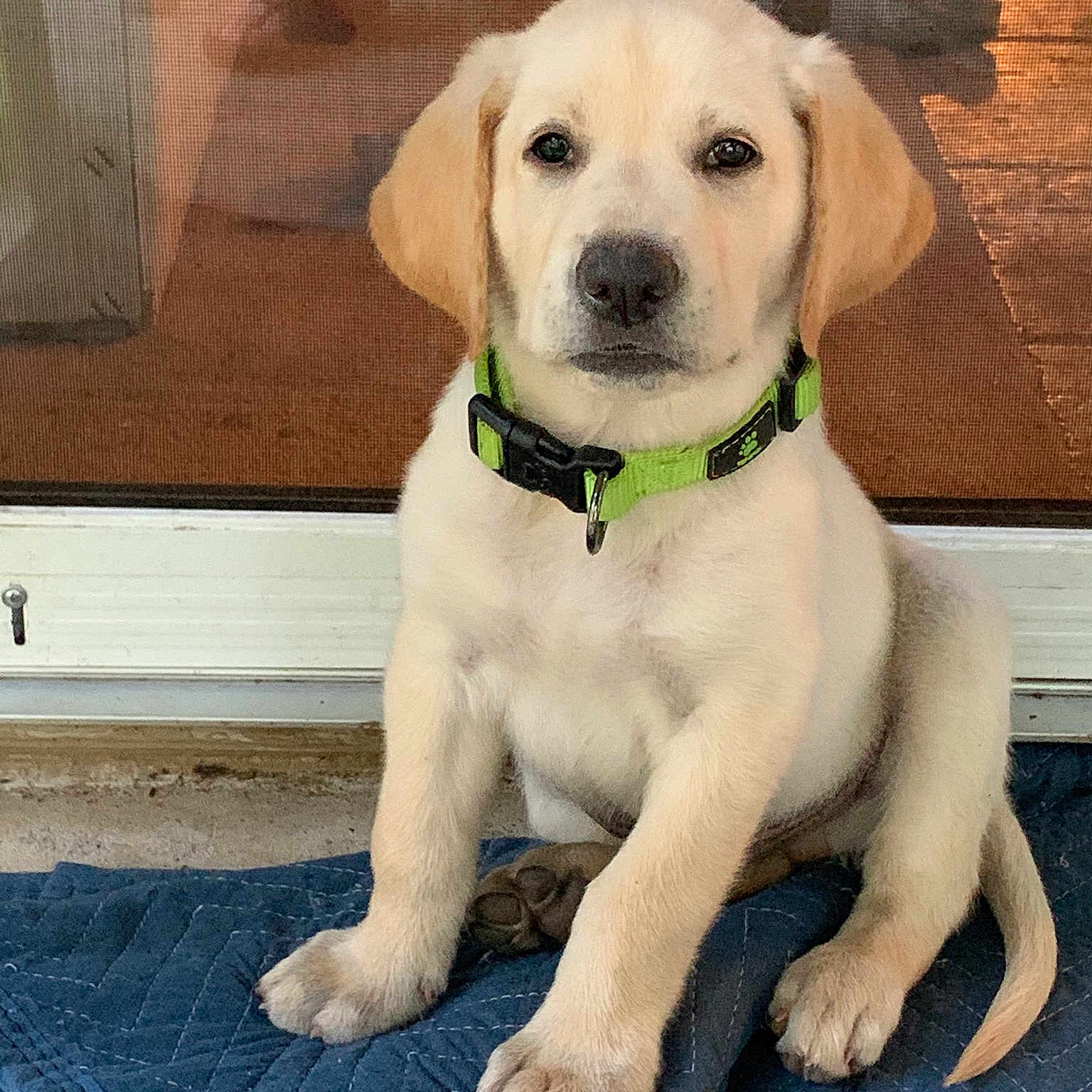 Hunter joined the competition — help win amazing prizes! canidae, carnivore, circle, collar, companion_dog, dog, dog_breed, dog_collar, dog_supply, fashion_accessory, fawn, labrador_retriever, leash, paw, pet_supply, puppy, snout, sporting_group, whiskers, working_animal