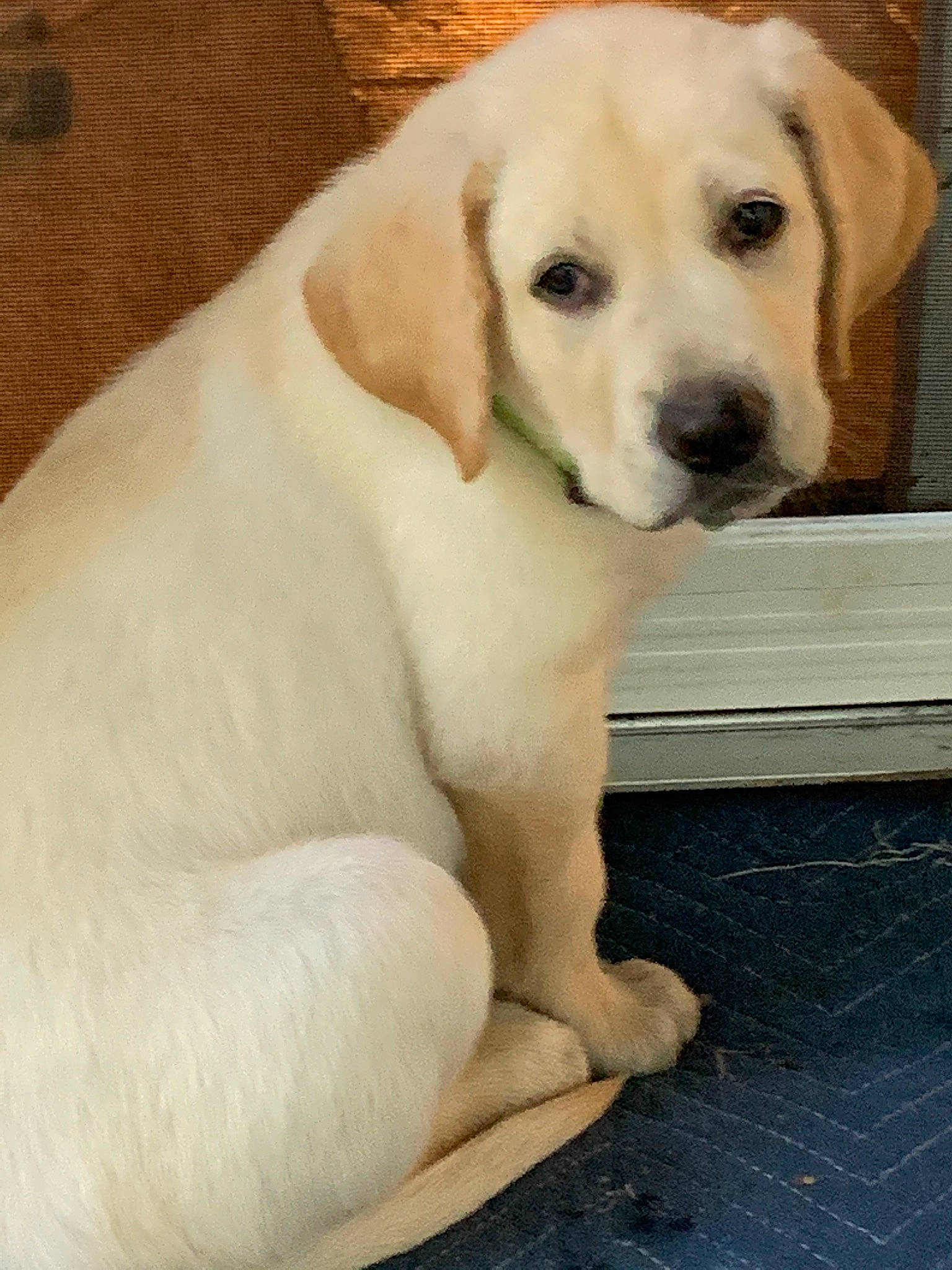 Hunter joined the competition — help win amazing prizes! canidae, carnivore, companion_dog, dog, dog_breed, fawn, flooring, fur, labrador_retriever, paw, puppy, snout, sporting_group, tail, terrestrial_animal, whiskers, wood, working_animal