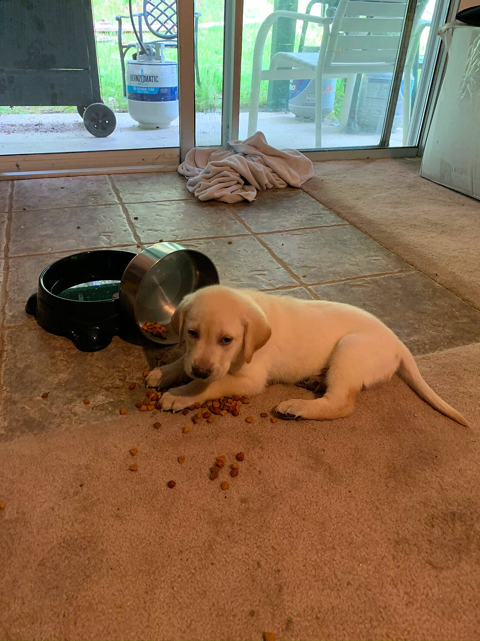 Hunter joined the competition — help win amazing prizes! canidae, carnivore, comfort, companion_dog, dog, dog_breed, fawn, floor, flooring, hardwood, mammal, pet_supply, plywood, snout, sporting_group, tail, vertebrate, wood, wood_flooring, working_animal