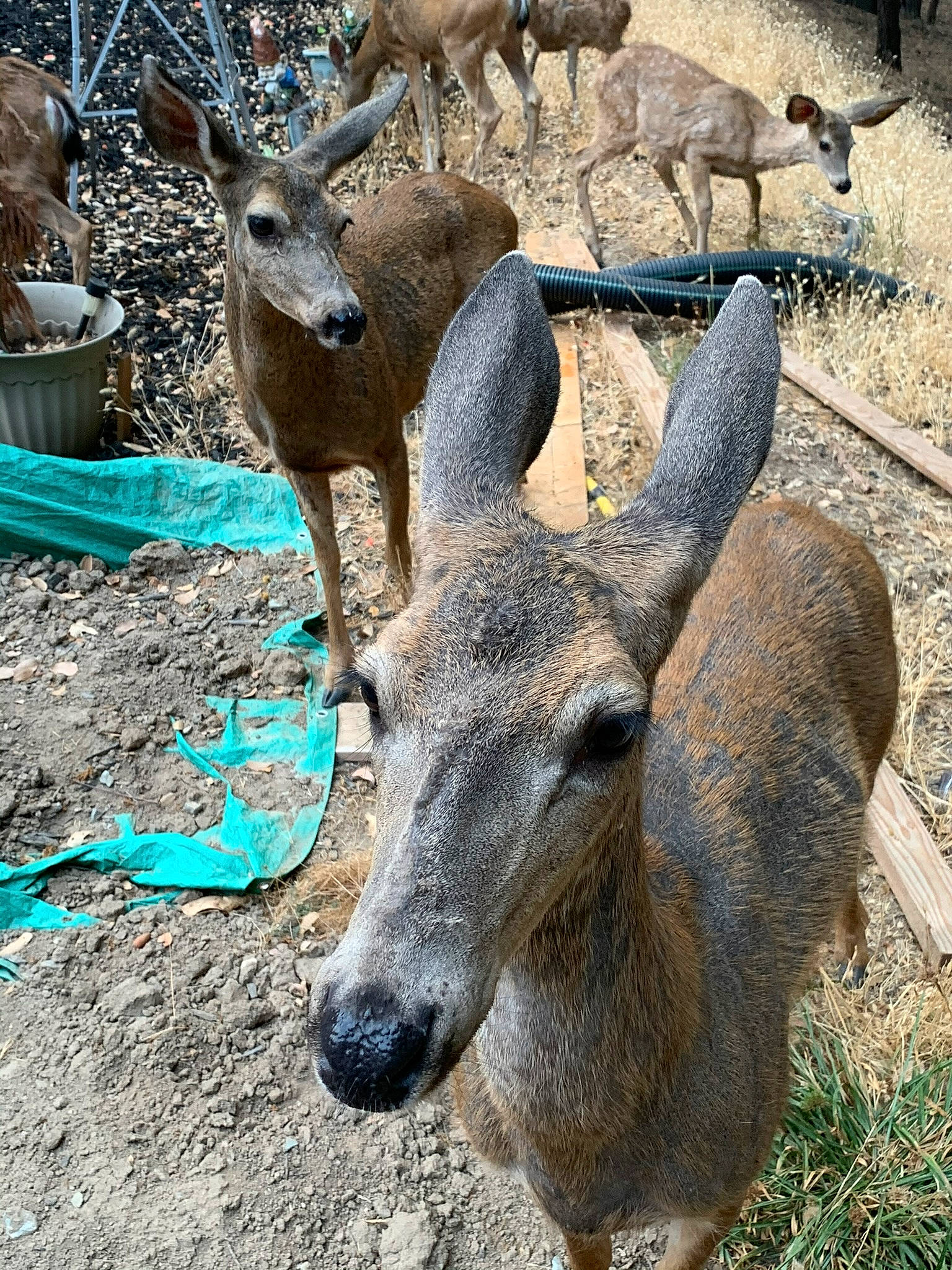 Hunter joined the competition — help win amazing prizes! adaptation, antelope, cow_goat_family, deer, fawn, fur, grass, groundcover, horn, mammal, natural_material, nature, organism, photograph, snapshot, snout, tail, terrestrial_animal, vertebrate, wildlife