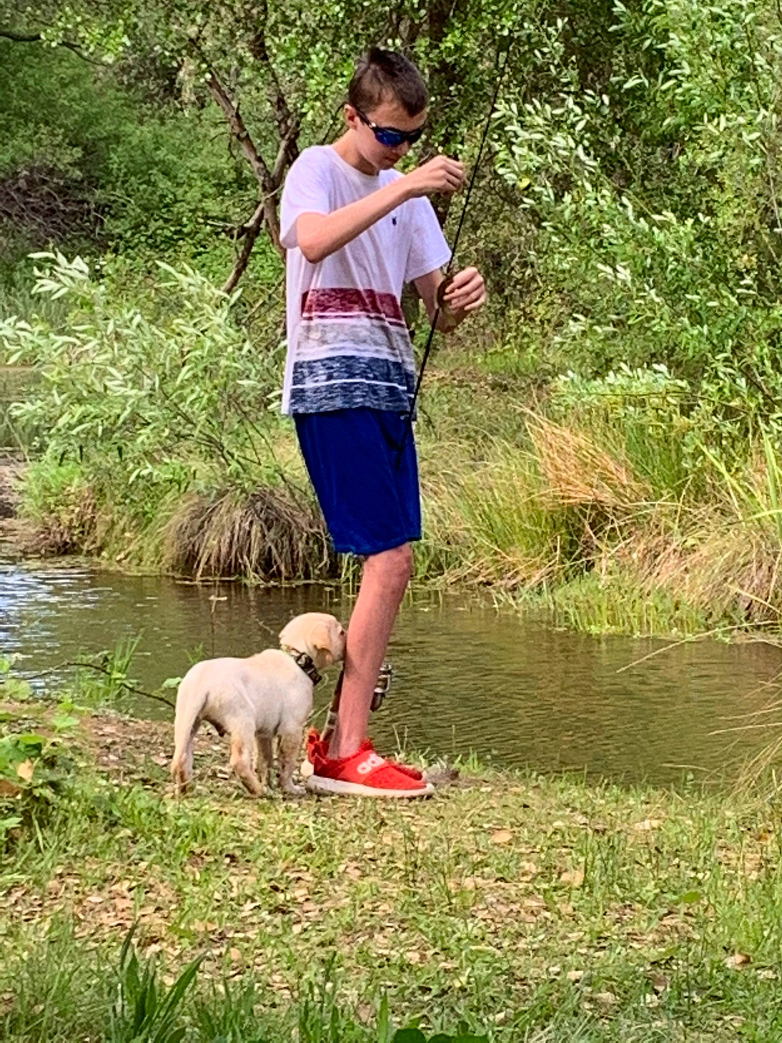 Hunter joined the competition — help win amazing prizes! bank, carnivore, companion_dog, dog, dog_breed, fawn, grass, lake, leg, leisure, outdoor_recreation, people_in_nature, plant, recreation, shorts, tree, vertebrate, water, watercourse, working_animal