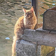 Archibald participe au concours pour gagner de l'argent avec cette photo : cat, orange_cat, fluffy, water, reflection, outdoor, animal, pet, nature, wood, concrete, pier, sunlight, feline, calm, sitting, dock, ripples, daylight, serene
