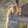 cat, orange_cat, fluffy, water, reflection, outdoor, animal, pet, nature, wood, concrete, pier, sunlight, feline, calm, sitting, dock, ripples, daylight, serene