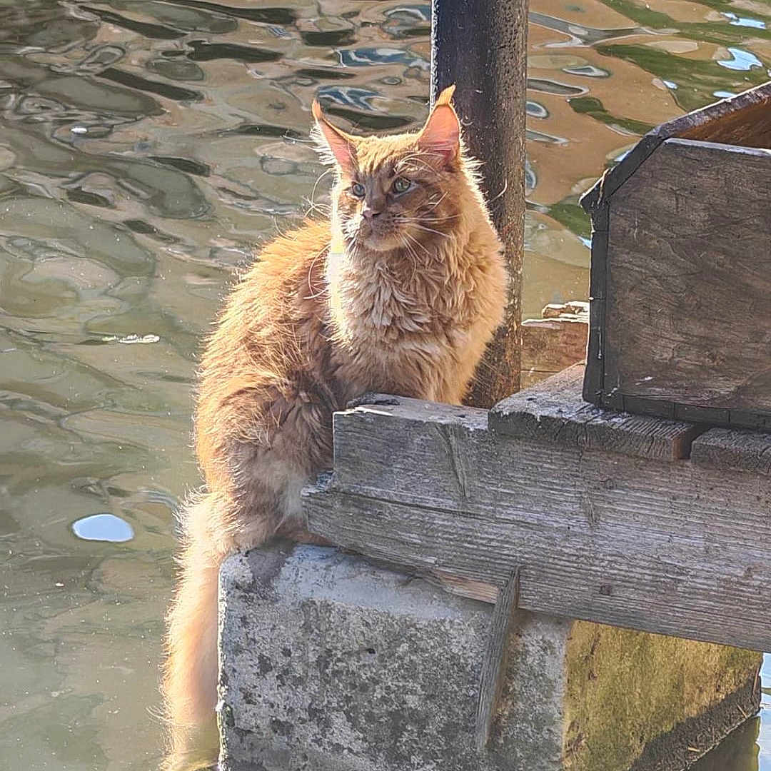 Archibald participe au concours pour gagner de l'argent avec cette photo : cat, orange_cat, fluffy, water, reflection, outdoor, animal, pet, nature, wood, concrete, pier, sunlight, feline, calm, sitting, dock, ripples, daylight, serene