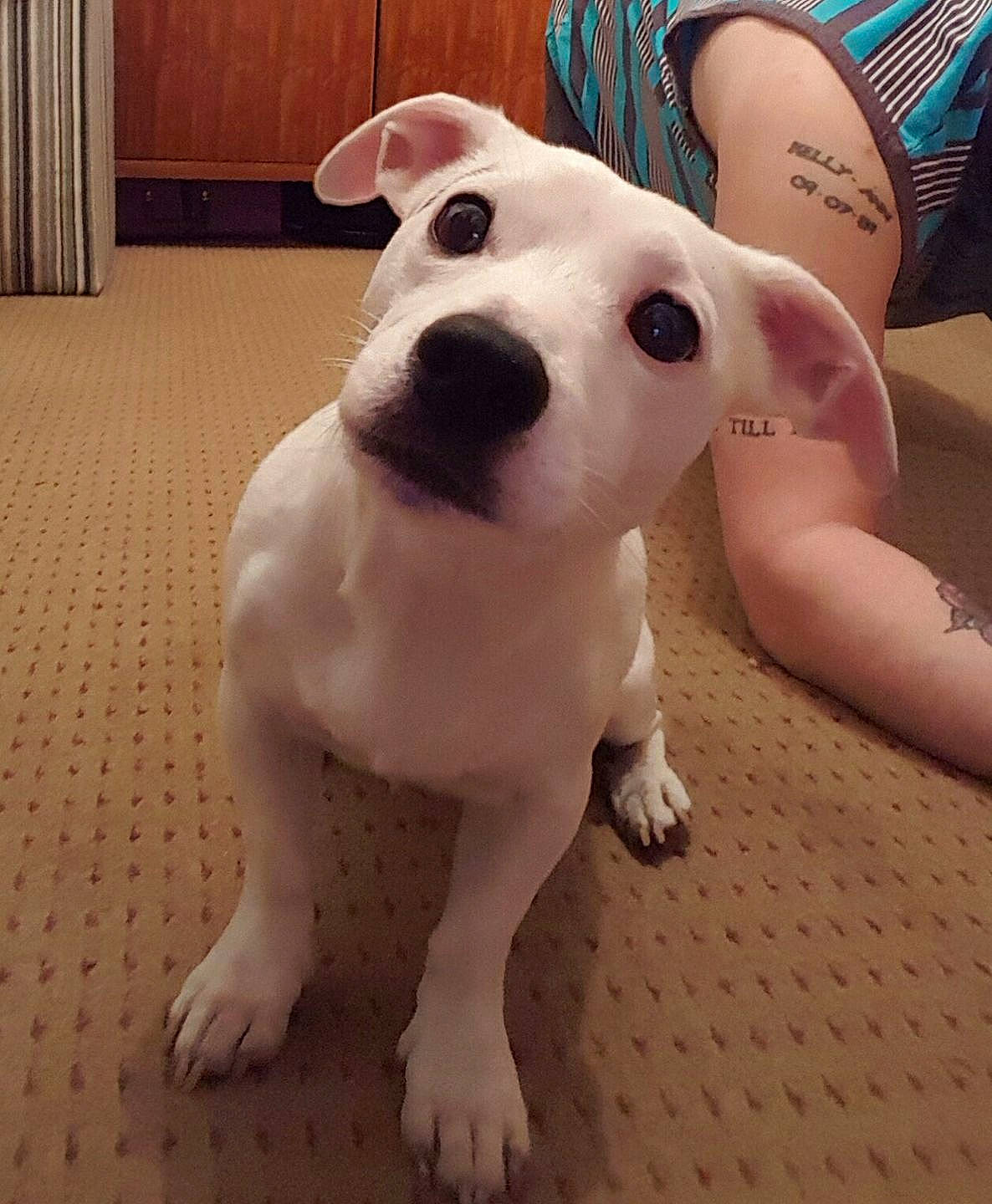 Lucas joined the competition — help win amazing prizes! american_pit_bull_terrier, american_staffordshire_terrier, bull_and_terrier, bull_terrier, bull_terrier_miniature, carnivoran, dog, dog_breed, dog_breed_group, dog_like_mammal, dogo_argentino, dogo_guatemalteco, non_sporting_group, old_english_terrier, snout