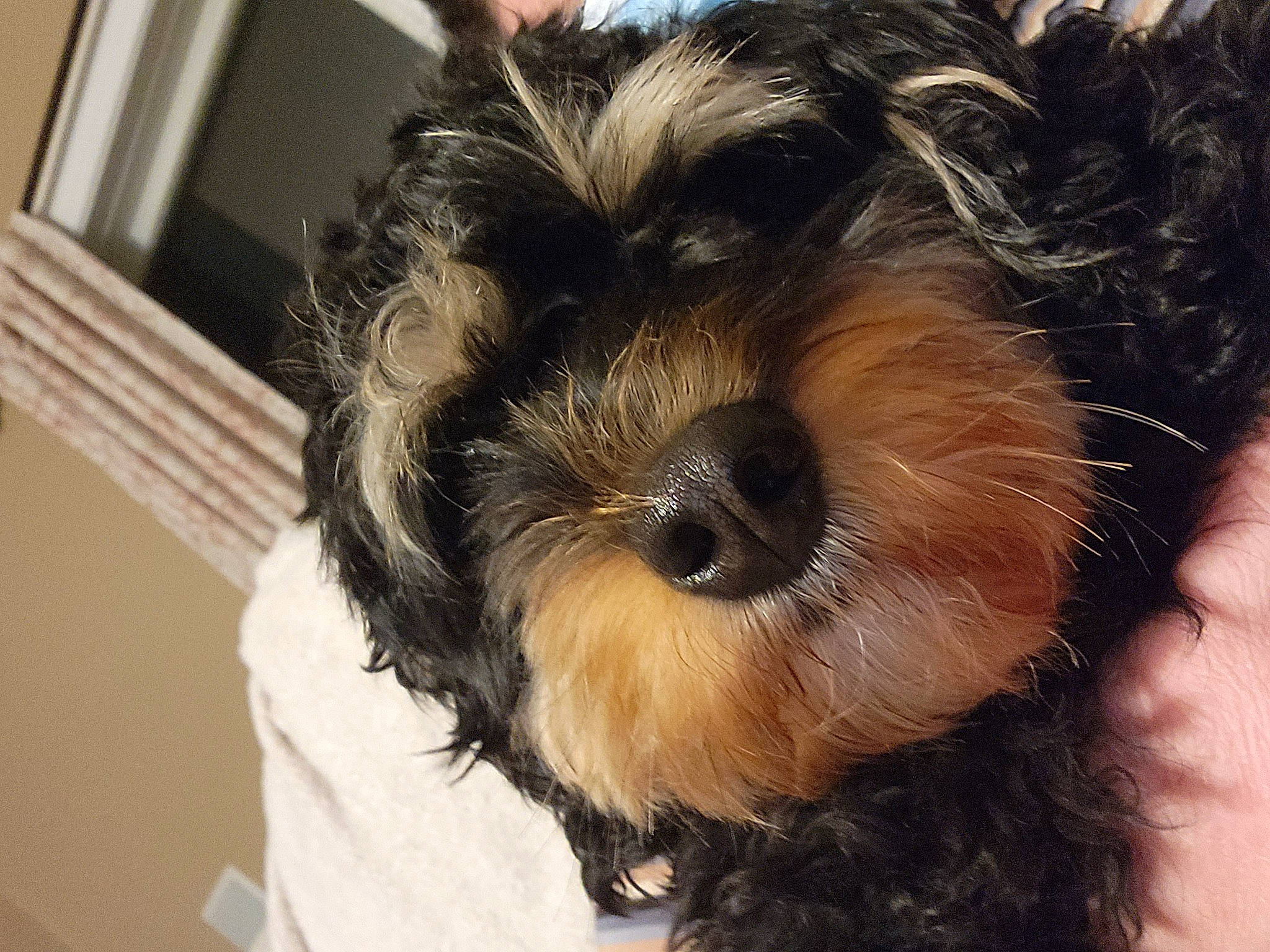 Snooki joined the competition — help win amazing prizes! biewer_terrier, canidae, carnivore, companion_dog, dog, dog_breed, fur, liver, non_sporting_group, poodle_crossbreed, puppy_love, schnauzer, small_terrier, snout, sporting_group, standard_schnauzer, terrier, toy_dog, working_animal, yorkipoo