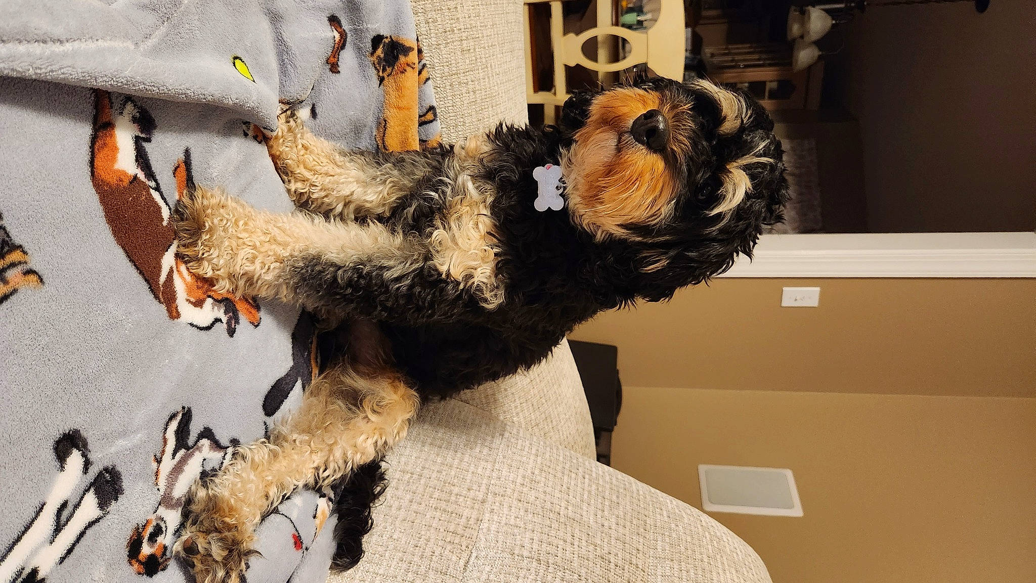 Snooki joined the competition — help win amazing prizes! animal_product, art, canidae, claw, costume, dog_breed, fashion_design, feather, fur, fur_clothing, horn, mask, natural_material, snout, sporting_group, tail, trunk, twig, wood, working_animal