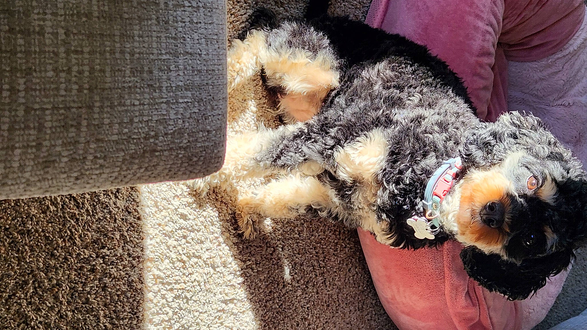 Snooki joined the competition — help win amazing prizes! airedale_terrier, canidae, carnivore, comfort, companion_dog, couch, dog, dog_breed, dog_clothes, fawn, fur, labradoodle, schnauzer, small_terrier, soil, sporting_group, tail, terrier, toy, toy_dog