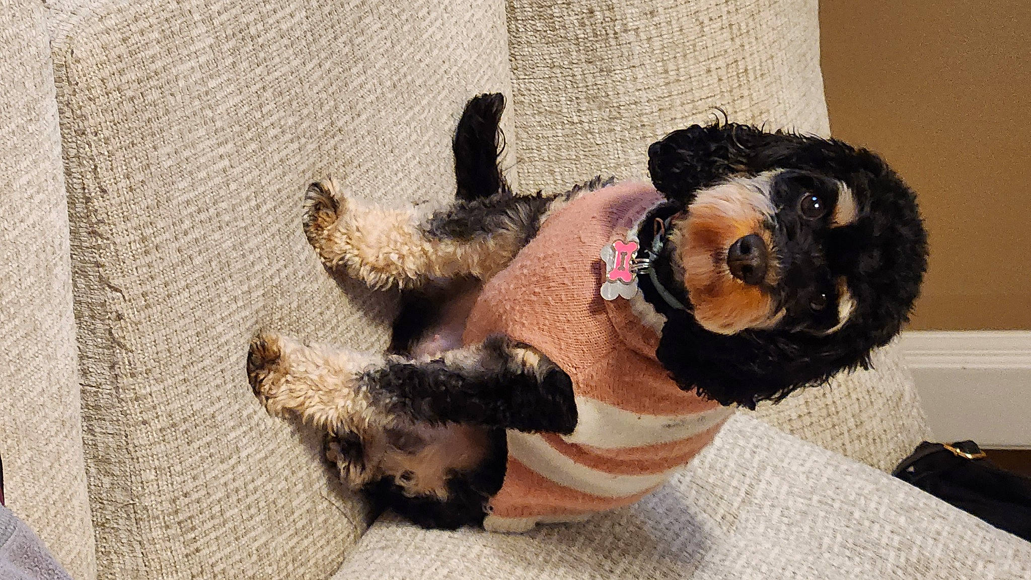 Snooki joined the competition — help win amazing prizes! canidae, carnivore, collar, companion_dog, dog, dog_breed, dog_clothes, dog_supply, fawn, fur, paw, pet_supply, plush, snout, sporting_group, stuffed_toy, sunglasses, tail, toy, working_animal