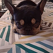 Taz joined the competition — help win amazing prizes! dog, french_bulldog, bed, indoor, pet, resting, lying_down, ears, face, close_up, animal, sleepy, cute, brown, black, fur, pattern, textile, cozy, room