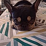 dog, french_bulldog, bed, indoor, pet, resting, lying_down, ears, face, close_up, animal, sleepy, cute, brown, black, fur, pattern, textile, cozy, room