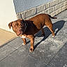 alert, animal, brown_dog, canine, collar, daylight, dog, domestic_animal, ears, looking, outdoor, paw, pet, shadow, snout, standing, stone_wall, sunlight, tile_floor, wall