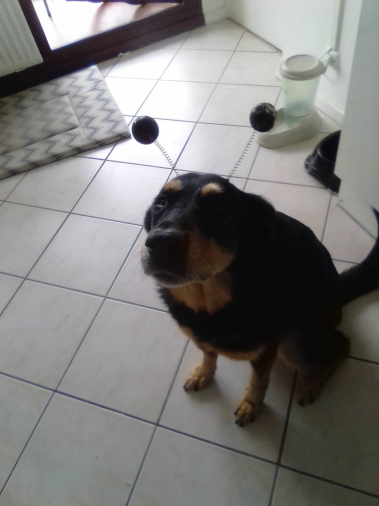 Kaina participe au concours pour gagner de l'argent avec cette photo : canidae, carnivore, cat, companion_dog, dog, dog_breed, felidae, floor, flooring, puppy, tail, tile, working_dog