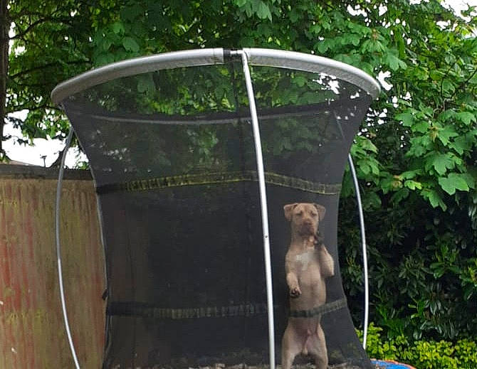 Dre is registered to the contest to win money with this photo: art, bronze_sculpture, garden, grass, landscaping, lawn_ornament, leisure, macaque, metal, outdoor_structure, plant, recreation, rhesus_macaque, sculpture, shade, statue, tree, water_feature, wood, yard