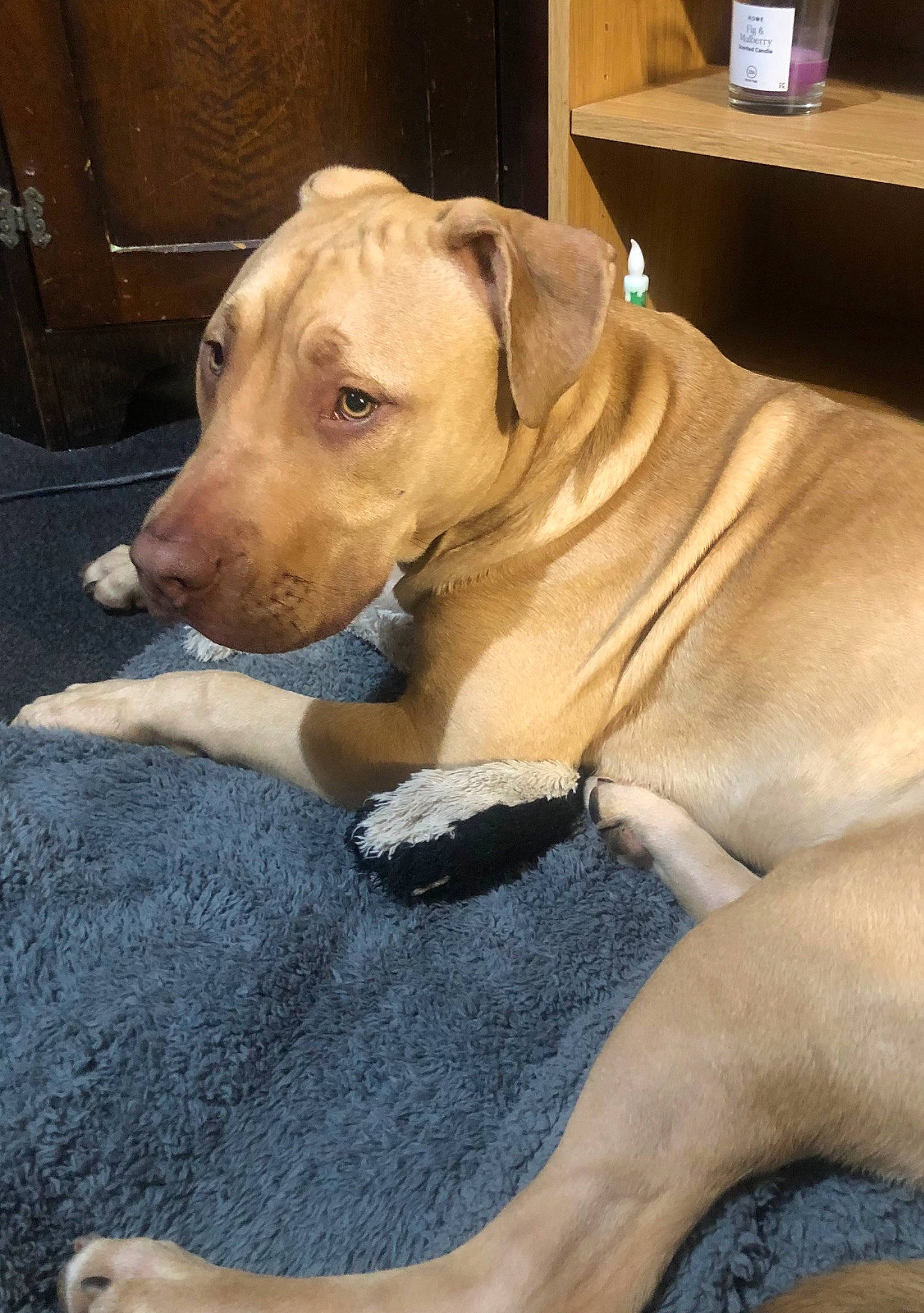 Dre is registered to the contest to win money with this photo: canidae, carnivore, collar, comfort, companion_dog, dog, dog_breed, dog_collar, dog_supply, fawn, fur, guard_dog, paw, pet_supply, snout, sporting_group, whiskers, working_animal, working_dog, wrinkle