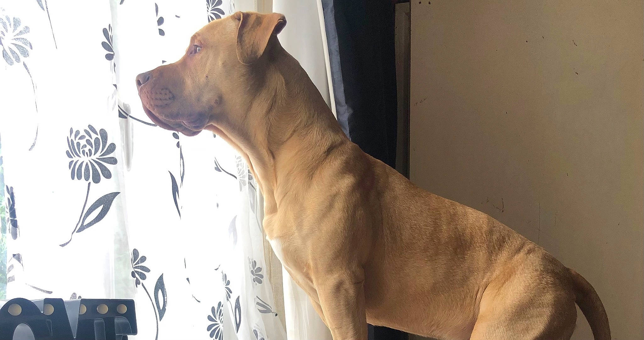 Dre joined the competition — help win amazing prizes! canidae, carnivore, collar, companion_dog, dog, dog_breed, dog_collar, dog_supply, fawn, guard_dog, pet_supply, snout, sporting_group, tail, terrestrial_animal, whiskers, wildlife, window, wood, working_animal