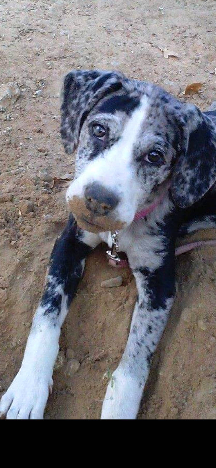 Gracie is registered to the contest to win money with this photo: border_collie, canidae, carnivore, companion_dog, dog, dog_breed, fur, gun_dog, herding_dog, snout, sporting_group, terrestrial_animal, whiskers, working_animal, working_dog