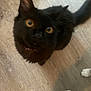 Nova is registered to the contest to win money with this photo: black_cat, cat, pet, animal, floor, wooden_floor, indoor, looking_up, blurred, fur, whiskers, tail, paw, domestic_animal, curious, close_up, mammal, companion_animal, feline, house_pet