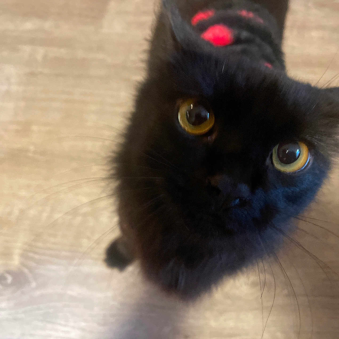 Nova joined the competition — help win amazing prizes! animal, black_cat, black_fur, cat, close_up, curious, cute, domestic_cat, face, feline, fur, indoors, looking_up, mammal, pet, portrait, whiskers, whiskers_visible, wooden_floor, yellow_eyes