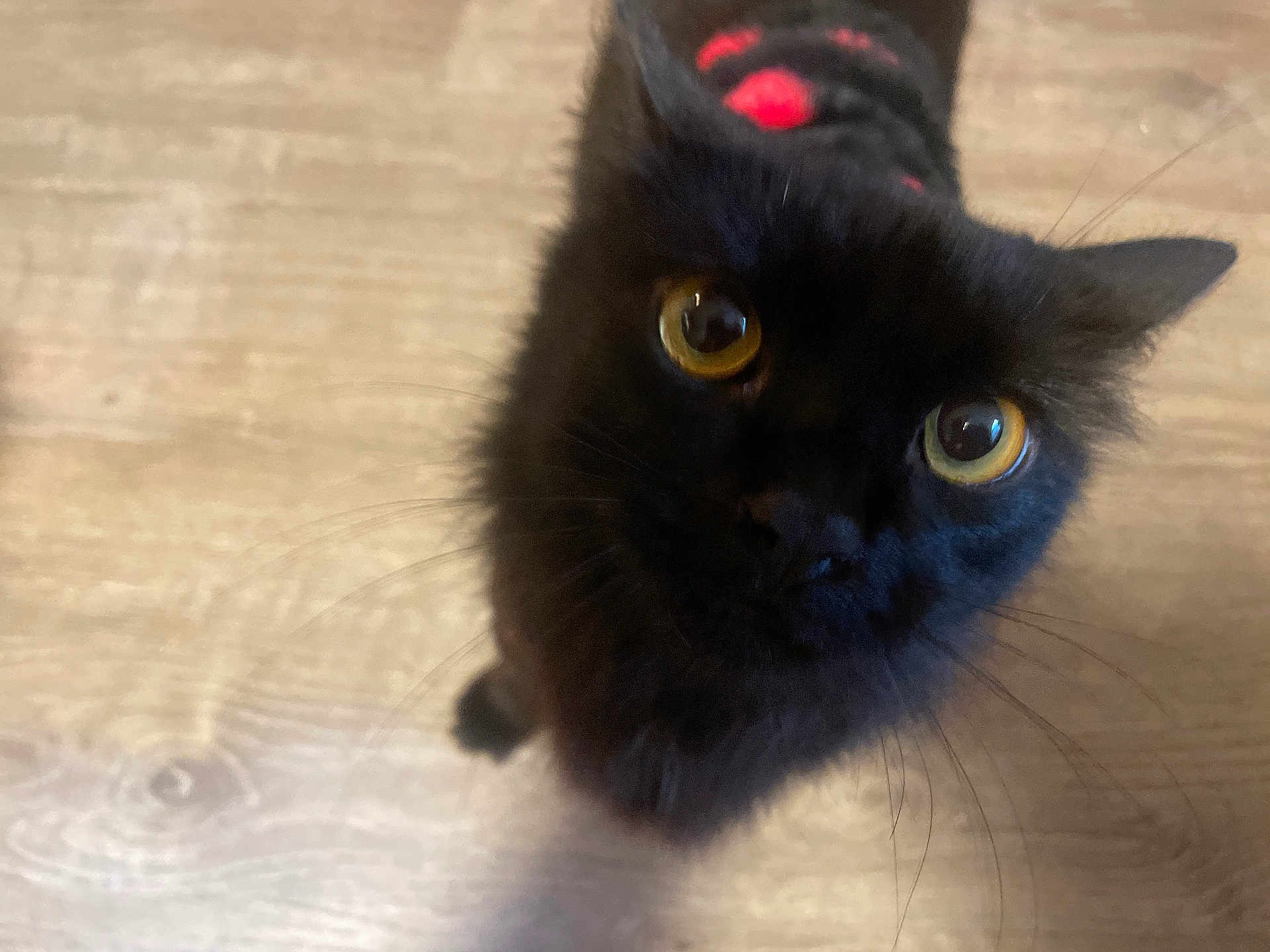 Nova