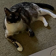 Misha Marie is registered to the contest to win money with this photo: animal, carpet, cat, curious, domestic, ears, eyes, feline, fur, indoor, laying_down, mammal, paws, pet, quiet, relaxed, resting, shadow, tail, whiskers