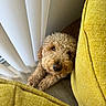 Ozzie joined the competition — help win amazing prizes! dog, curly_fur, pet, indoor, yellow_couch, white_blinds, floor, looking_up, close_up, cozy, cute, fur, animal, small_dog, resting, curious, domestic, home, portrait, companion