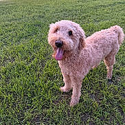 Ozzie joined the competition — help win amazing prizes! dog, curly_hair, grass, outdoor, pond, happy, tongue_out, sunset, pet, animal, nature, canine, playful, greenery, water, fur, mammal, standing, daylight, smiling