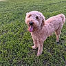 dog, curly_hair, grass, outdoor, pond, happy, tongue_out, sunset, pet, animal, nature, canine, playful, greenery, water, fur, mammal, standing, daylight, smiling