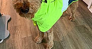 Ozzie joined the competition — help win amazing prizes! dog, curly_fur, raincoat, neon_yellow, navy_blue, indoor, wooden_floor, pet, canine, coat, clothing, fur, looking_up, domestic_animal, curious, animal, house, flooring, rainwear, portrait