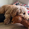 Ozzie is registered to the contest to win money with this photo: dog, curly_fur, plush_toy, cushion, pillow, bone_pattern, paw_print, indoor, window, floor, relaxed, pet, cozy, light, brown, cute, animal, laying_down, home, comfort