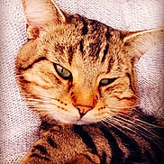 Viking participe au concours pour gagner de l'argent avec cette photo : american_shorthair, bengal, california_spangled, cat, cat_like_mammal, close_up, domestic_short_haired_cat, dragon_li, european_shorthair, eye, fauna, fur, kitten, mammal, organ, pixie_bob, small_to_medium_sized_cats, snout, tabby_cat, whiskers