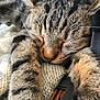 Viking participe au concours pour gagner de l'argent avec cette photo : american_shorthair, bengal, california_spangled, cat, cat_like_mammal, claw, domestic_short_haired_cat, dragon_li, european_shorthair, eye, fauna, fur, kitten, ocicat, organ, pixie_bob, small_to_medium_sized_cats, snout, tabby_cat, whiskers