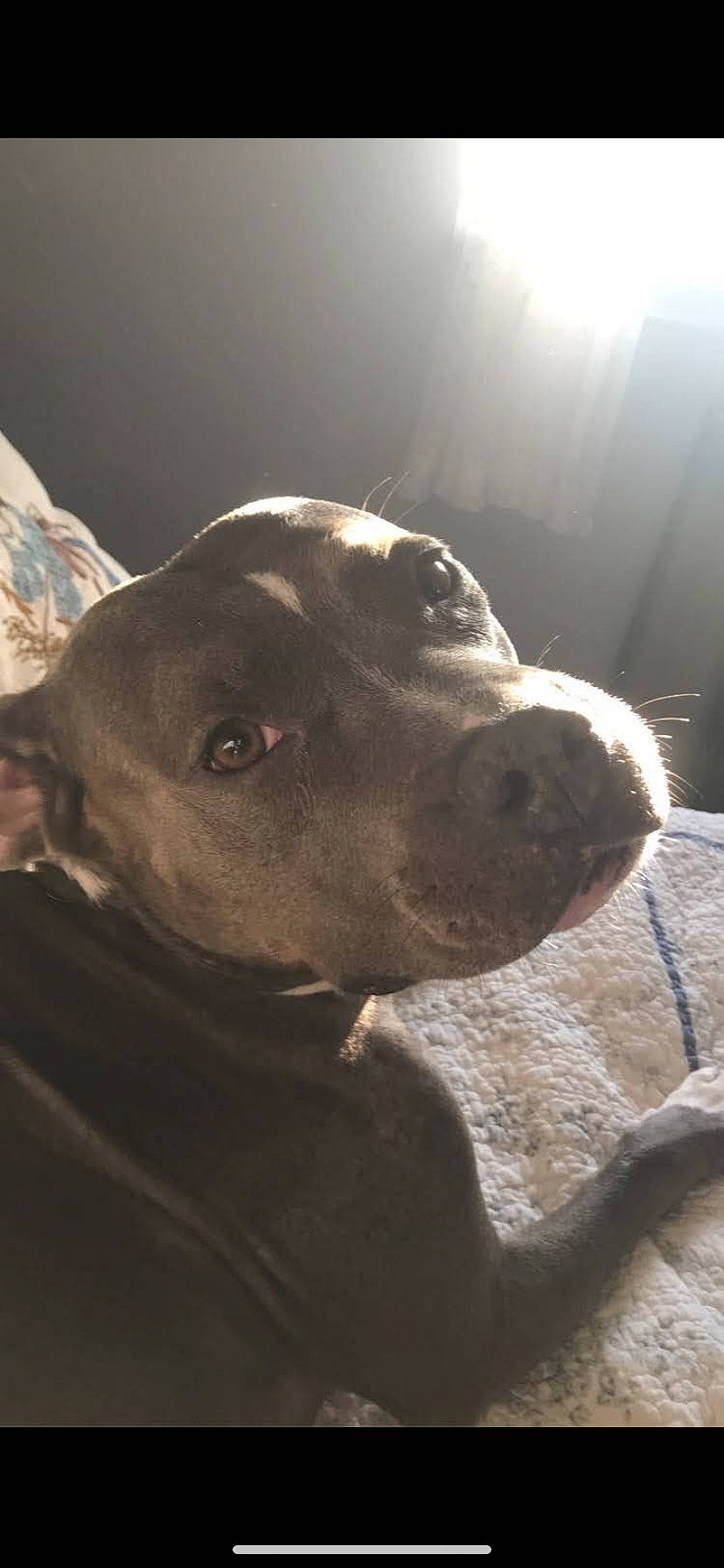 Emmy is registered to the contest to win money with this photo: borador, carnivore, companion_dog, dog, dog_breed, ear, fur, hunting_dog, liver, non_sporting_group, snout, sporting_group, whiskers, working_animal