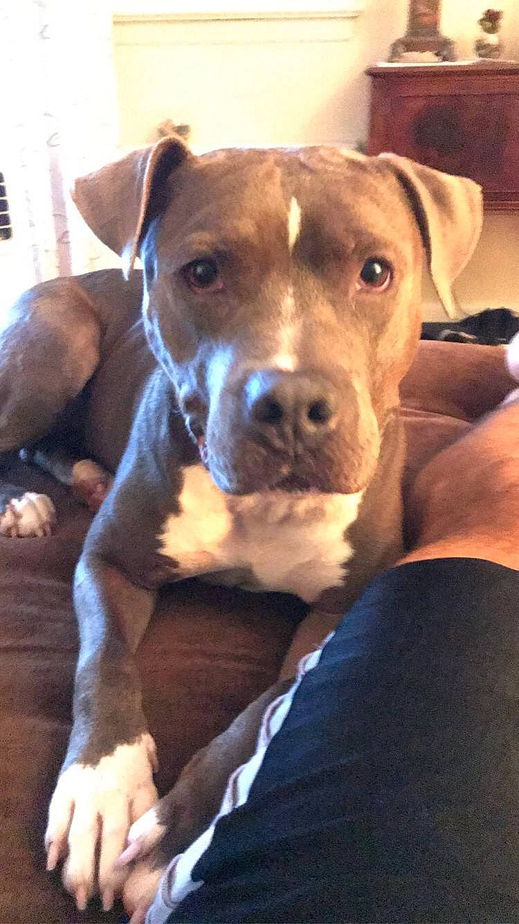 Emmy joined the competition — help win amazing prizes! canidae, carnivore, collar, comfort, companion_dog, dog, dog_breed, dog_collar, ear, fawn, fur, guard_dog, non_sporting_group, snout, sporting_group, whiskers, working_animal, working_dog