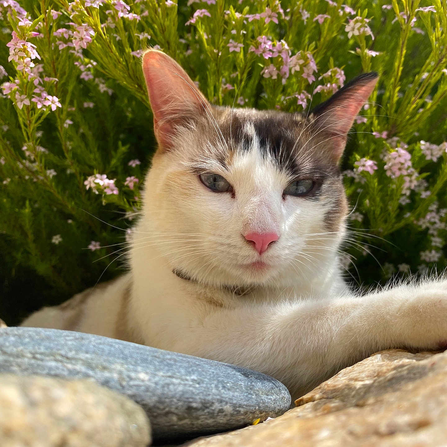 Thalia a rejoint le concours — aidez-le/la à gagner de superbes lots ! abyssinian, angora, animal, cat, daisy, flower, geranium, grass, head, herbal, herbs, kitten, manx, pebble, person, pet, petal, plant, rock, slate