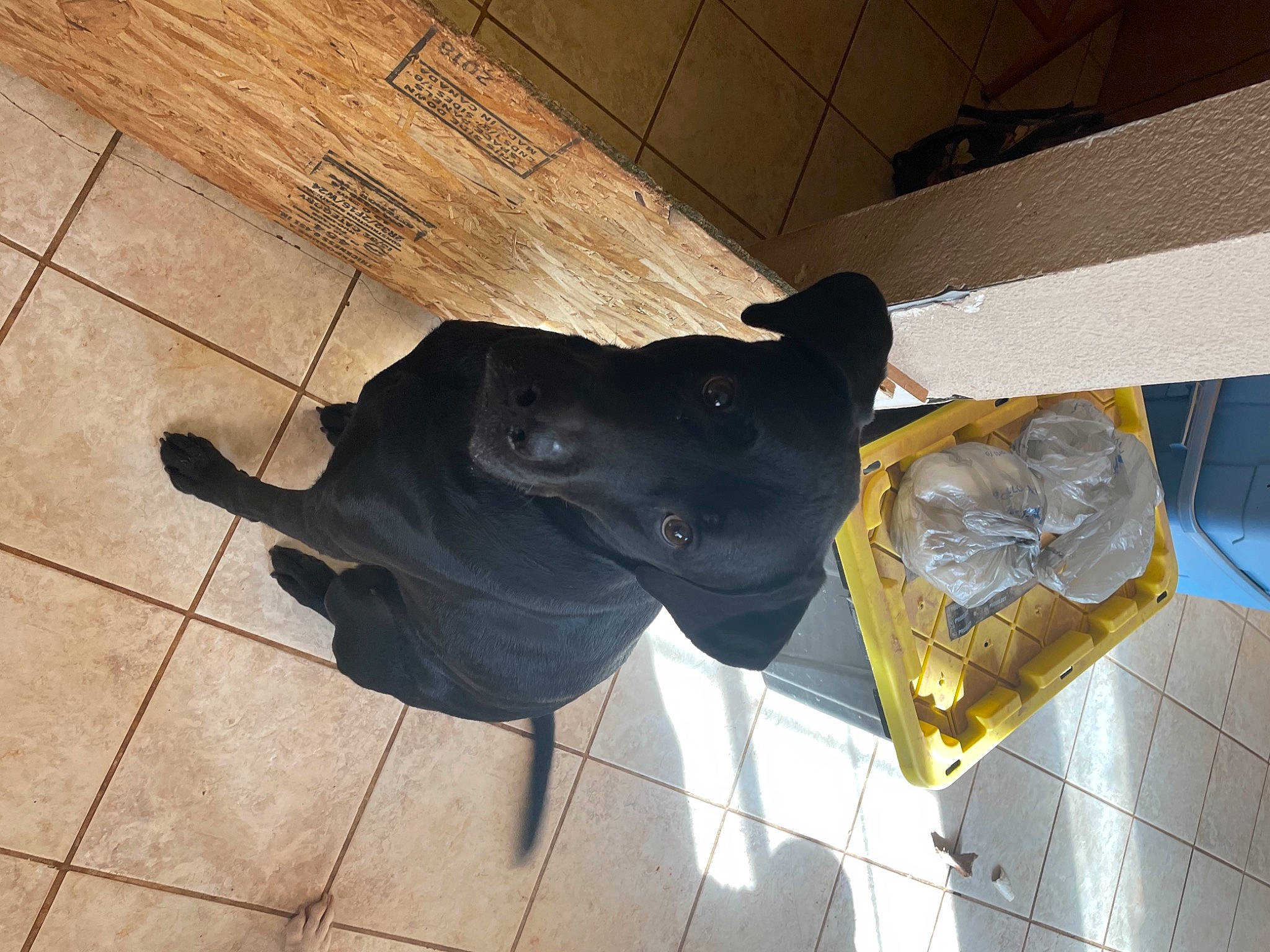 Chief is registered to the contest to win money with this photo: canidae, carnivore, collar, companion_dog, dog, dog_breed, floor, flooring, laminate_flooring, mammal, pet_supply, plastic_bag, shadow, snout, sporting_group, tile, tile_flooring, wood_flooring, wood_stain, working_animal