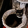 Stella Blue Baez is registered to the contest to win money with this photo: black_cat, cat, pet, animal, yellow_eyes, cat_bed, cozy, feline, indoor, resting, fur, collar, round_bed, wooden_floor, domestic_cat, cute, looking, relaxing, soft_texture, home