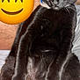 Stella Blue Baez is registered to the contest to win money with this photo: black_cat, cat, pet, animal, yellow_eyes, sitting, relaxed, feline, fur, whiskers, closeup, indoors, emoji, smiling_emoji, halo, playful, cute, collar, human_leg, skin